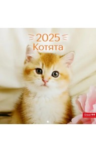 Календарь перекидной на 2025 год Котята