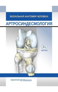 Визуальная анатомия человека. Артросиндесмология. Карточки, 31 штука