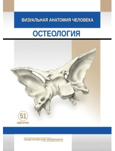 Визуальная анатомия человека. Остеология. Карточки, 51 штука Визуальная анатомия человека. Остеология. Карточки, 51 штука