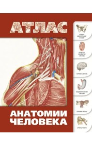 Атлас анатомии человека