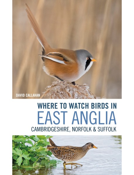Where to Watch Birds in East Anglia