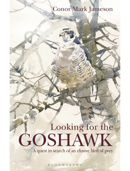 Looking for the Goshawk