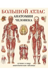 Большой атлас анатомии человека. Лучшие в мире анатомические таблицы