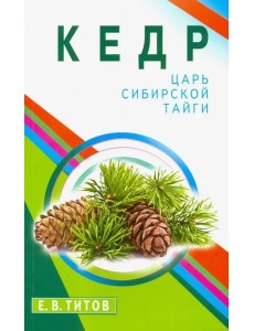 Кедр - царь сибирской тайги Кедр - царь сибирской тайги