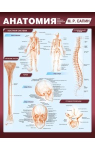Анатомия. Самая компактная анатомическая таблица