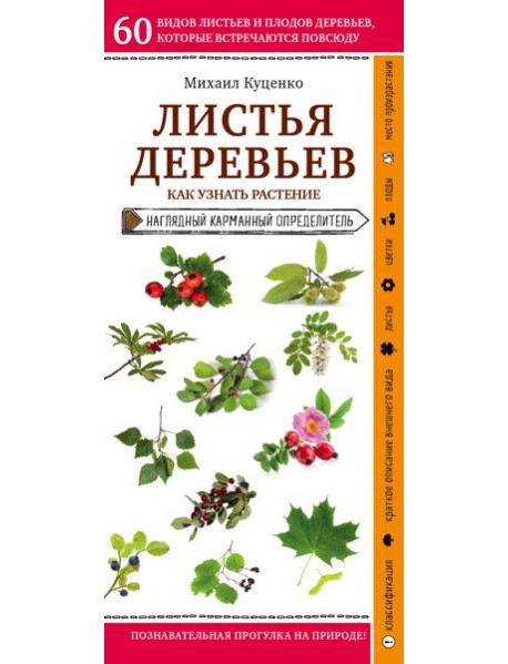 Листья деревьев. Как узнать растение