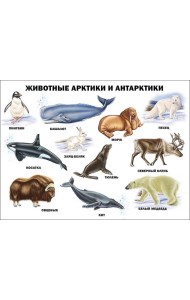 Животные Арктики и Антарктики (плакат)