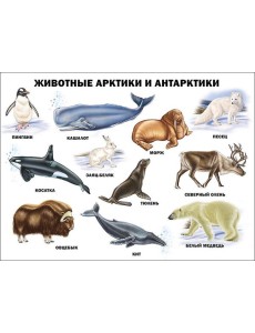 Животные Арктики и Антарктики (плакат)