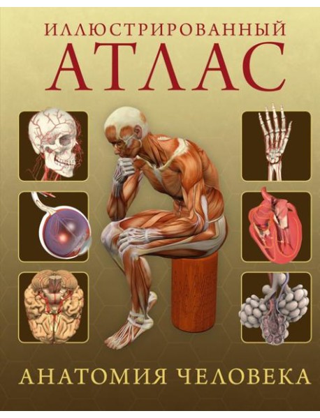 Иллюстрированный атлас. Анатомия человека