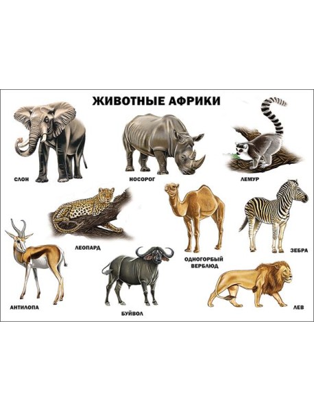 Животные Африки (плакат)