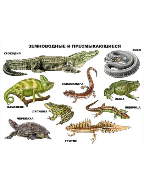 Земноводные И Пресмыкающиеся