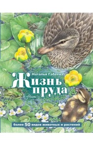 Жизнь пруда