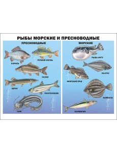 Рыбы морские и пресноводные (плакат) Рыбы морские и пресноводные (плакат)