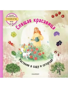 Спящая красавица