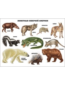 Животные северной америки Животные северной америки