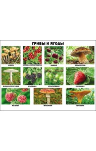 Грибы и ягоды (плакат)