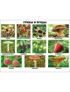 Грибы и ягоды (плакат) Грибы и ягоды (плакат)