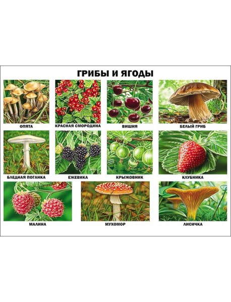 Грибы и ягоды (плакат)