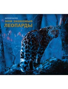 Мои знакомые леопарды