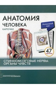 Анатомия человека: карточки. (47 шт). Спинномозговые нервы. Органы чувств