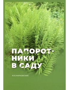 Папоротники в саду