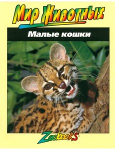 Малые кошки Малые кошки
