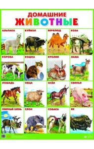 Домашние животные. Плакат