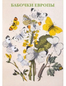 Набор открыток. Бабочки Европы Набор открыток. Бабочки Европы