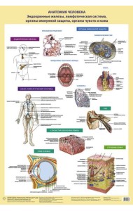 Анатомия человека. Эндокринные железы, лимфатическая система, органы иммунной защиты, органы чувств и кожа (в тубусе)