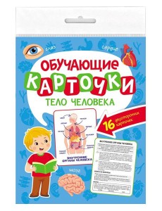 ОБУЧАЮЩИЕ КАРТОЧКИ европодвес. ТЕЛО ЧЕЛОВЕКА