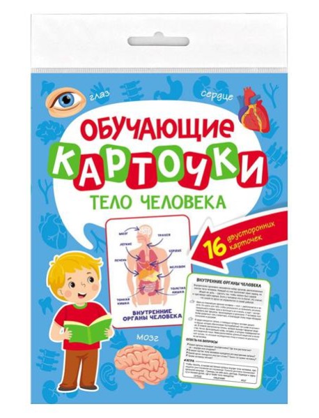 ОБУЧАЮЩИЕ КАРТОЧКИ европодвес. ТЕЛО ЧЕЛОВЕКА