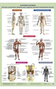 Анатомия человека. Костная, мышечная, кровеносная системы и внутренние органы