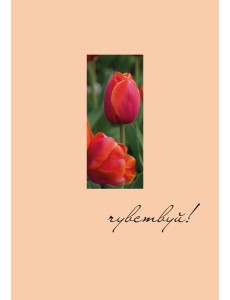 Чувствуй! Ежедневник недатированный (А5, 72 л.)