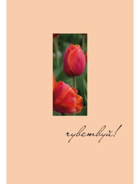 Чувствуй! Ежедневник недатированный (А5, 72 л.)