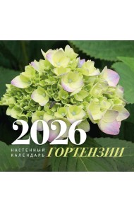 Гортензии. Настенный календарь на 2026 год