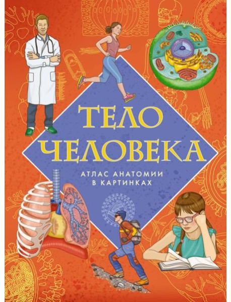 Тело человека. Атлас анатомии в картинках
