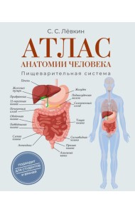 Атлас анатомии человека. Пищеварительная система