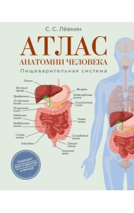 Атлас анатомии человека. Пищеварительная система