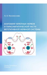 Анатомия черепных нервов и парасимпатической части вегетативной нервной системы
