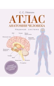 Атлас анатомии человека. Нервная система