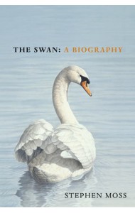 The Swan