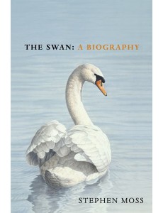 The Swan
