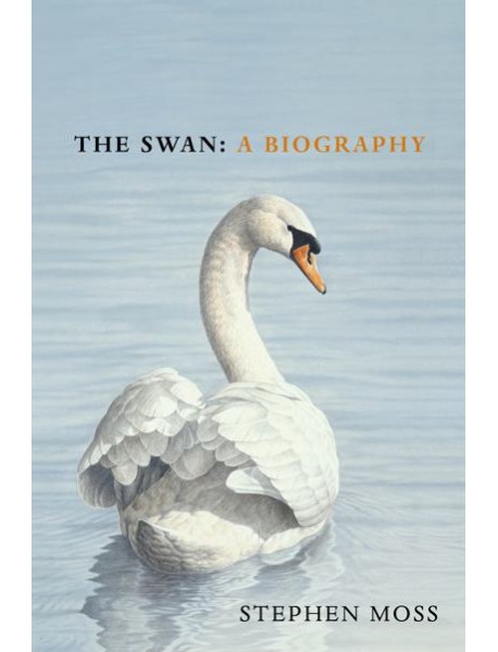 The Swan