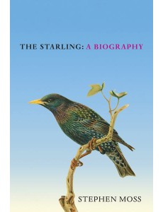 The Starling The Starling