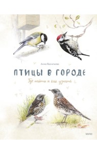 Птицы в городе. Где найти и как узнать