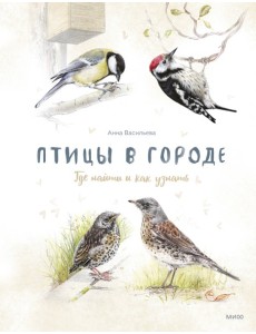 Птицы в городе. Где найти и как узнать
